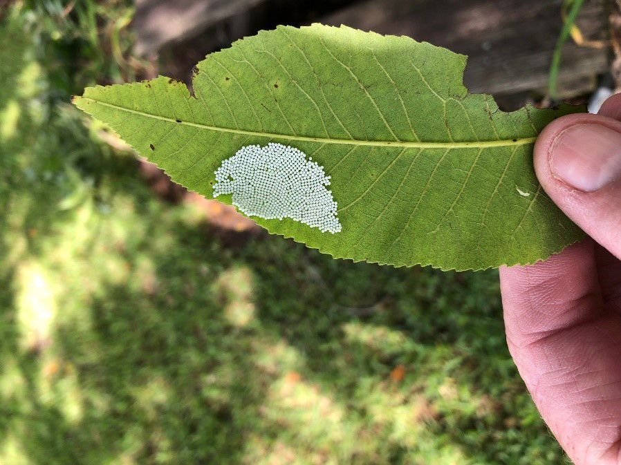 Walnut caterpillar eggsjpg